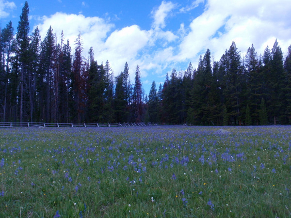 Field of Blue Camas.